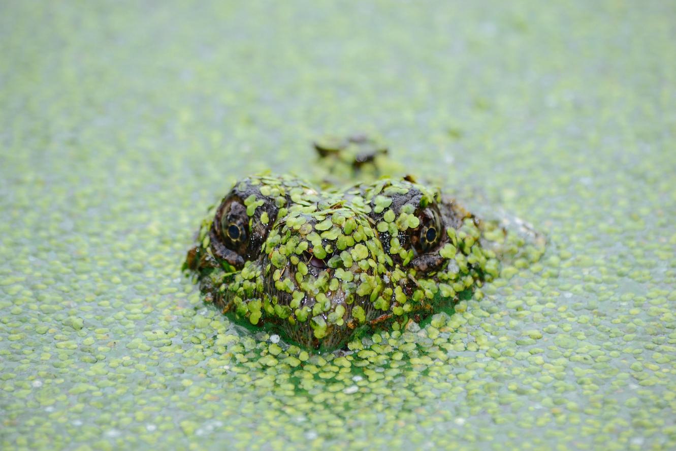 Rerum alias consequatur